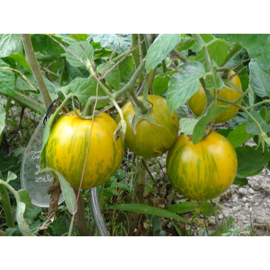 Tomato Green Zebra Tomato in seedlings