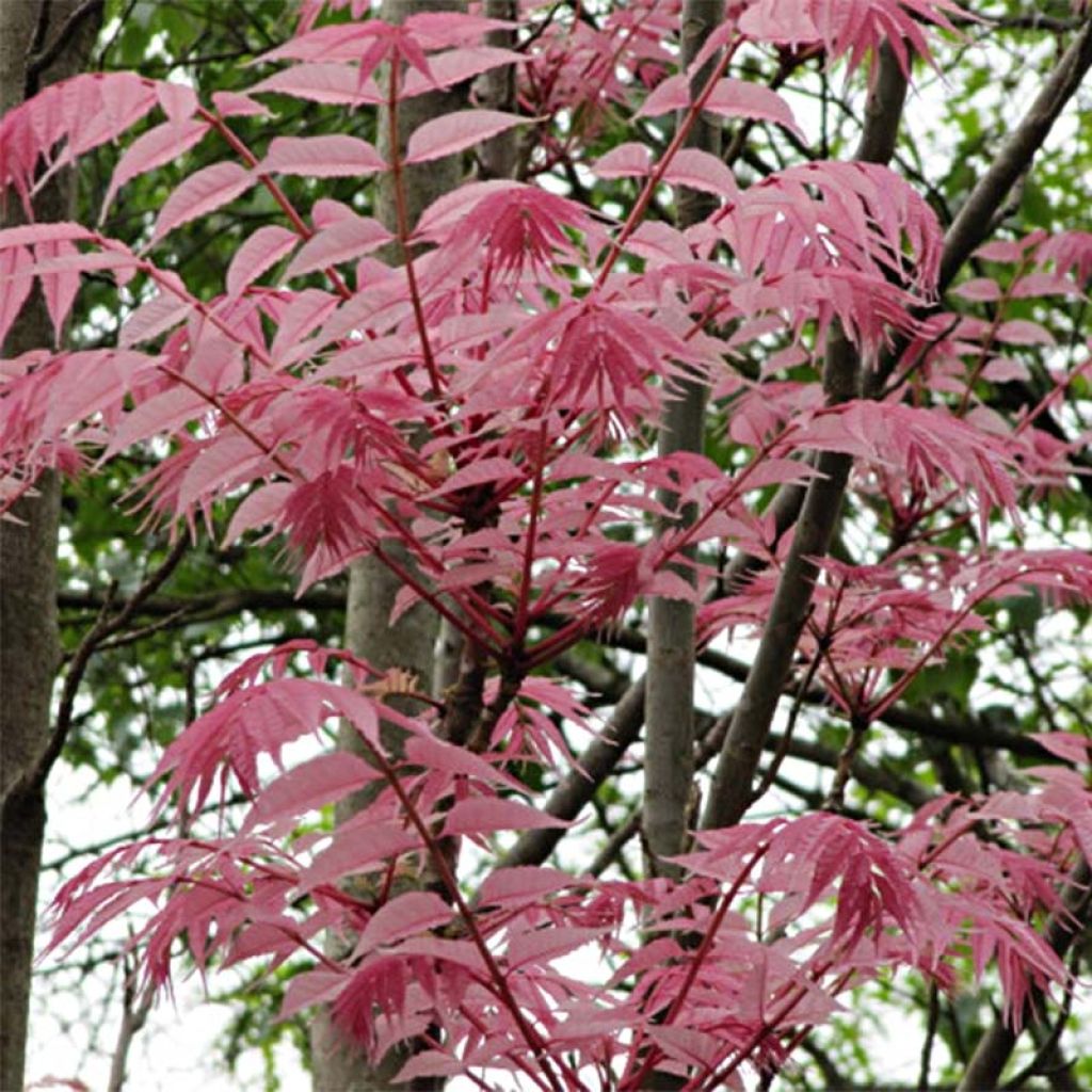 Toona sinensis Flamingo - Chinese Mahogany