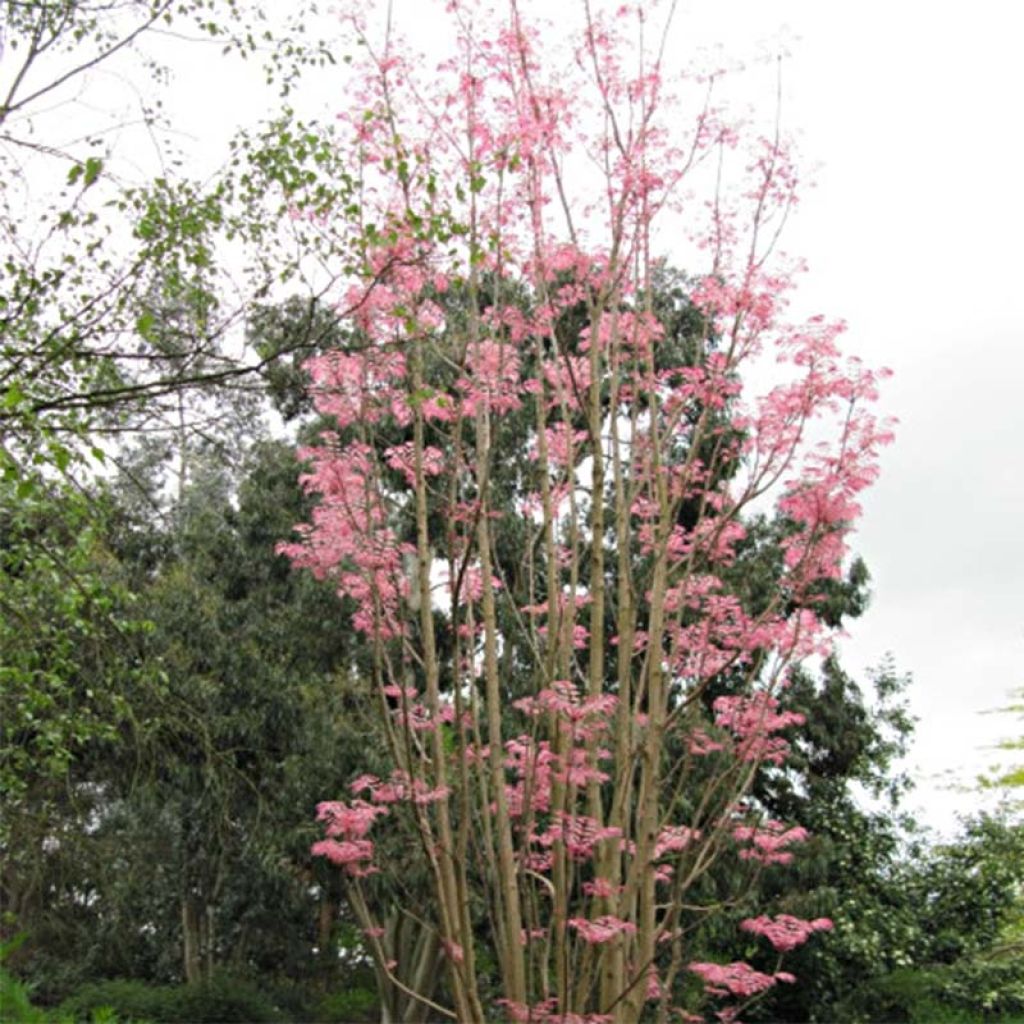 Toona sinensis Flamingo - Chinese Mahogany