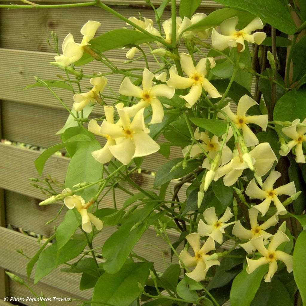 Trachelospermum asiaticum - Asian Jasmine