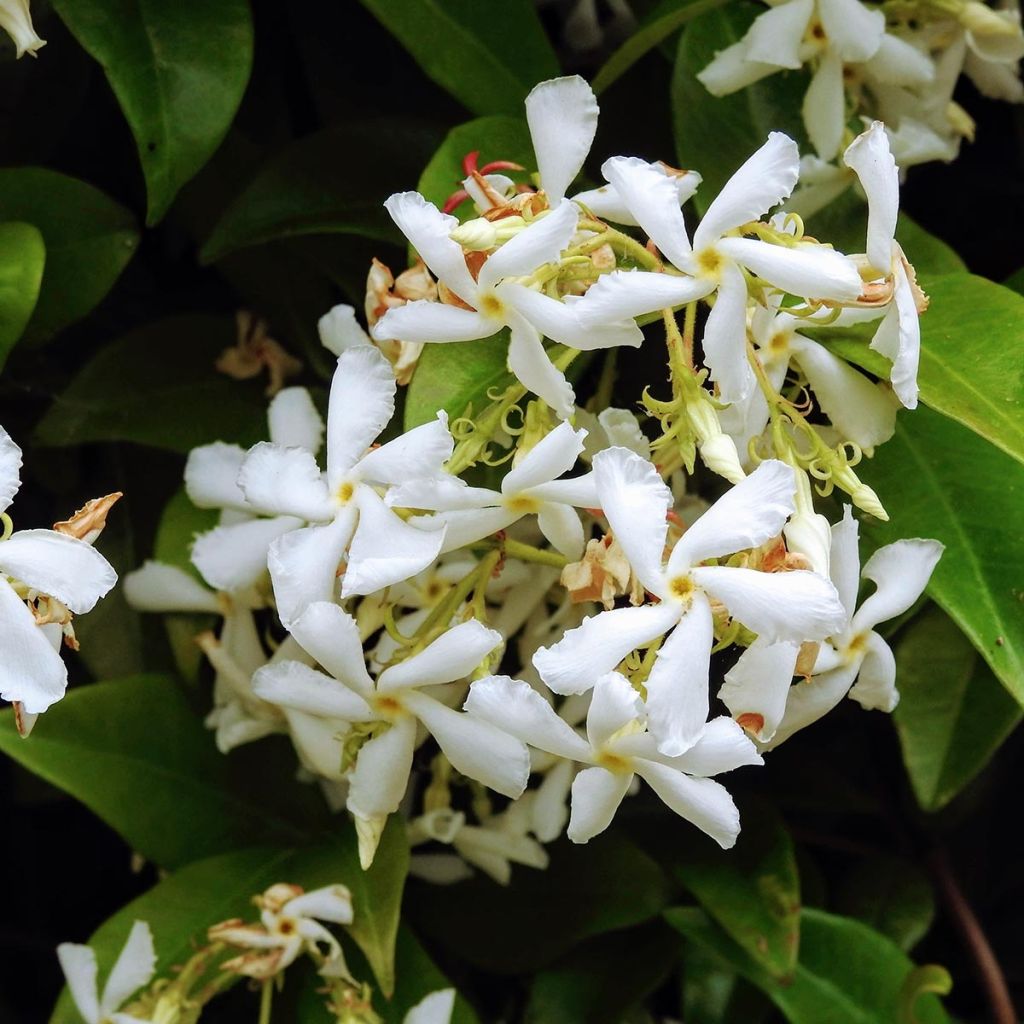 Trachelospermum jasminoïdes Star Of Venice - Star Jasmine