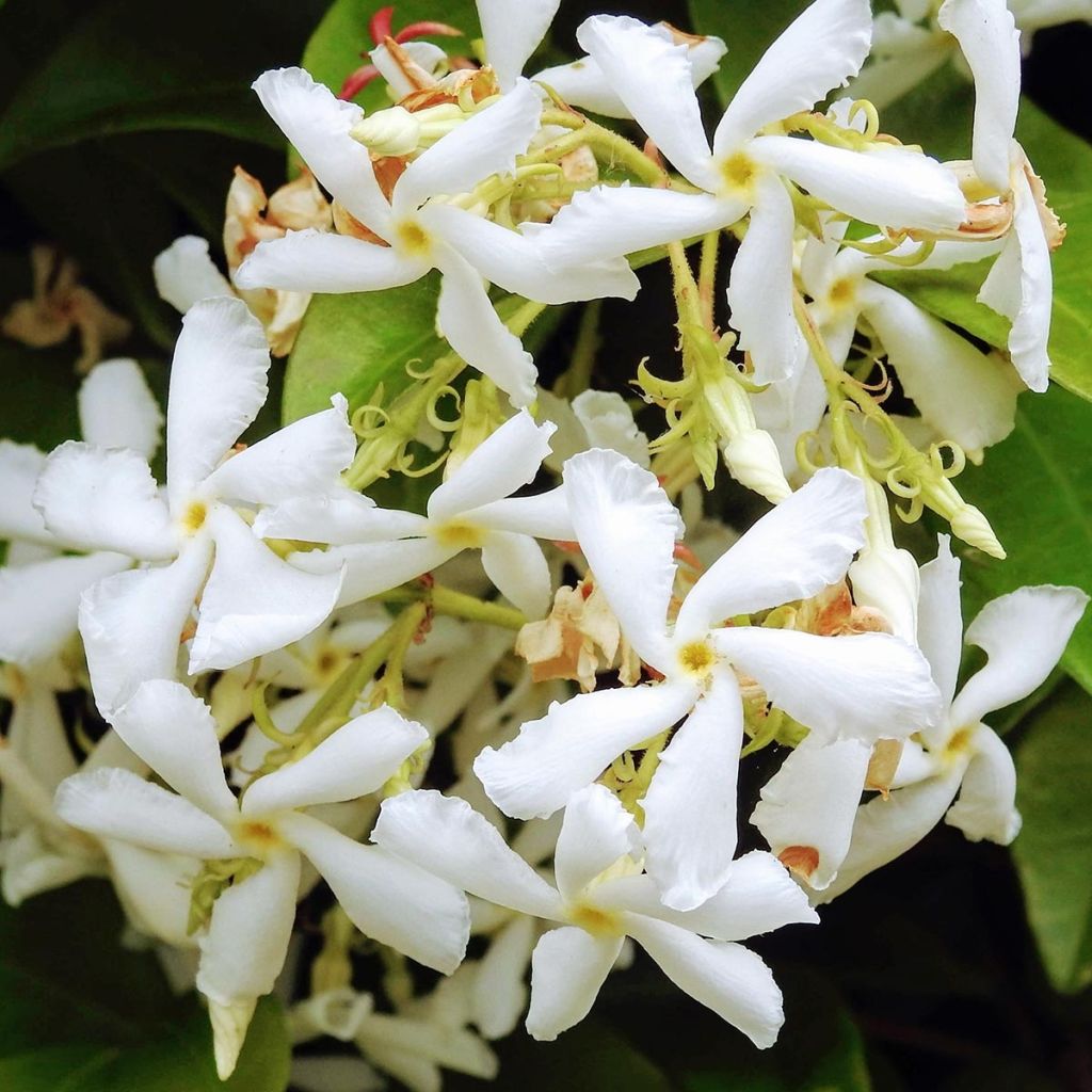 Trachelospermum jasminoïdes Star Of Venice - Star Jasmine