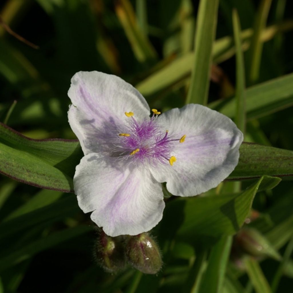 Tradescantia x andersoniana Domaine de Courson