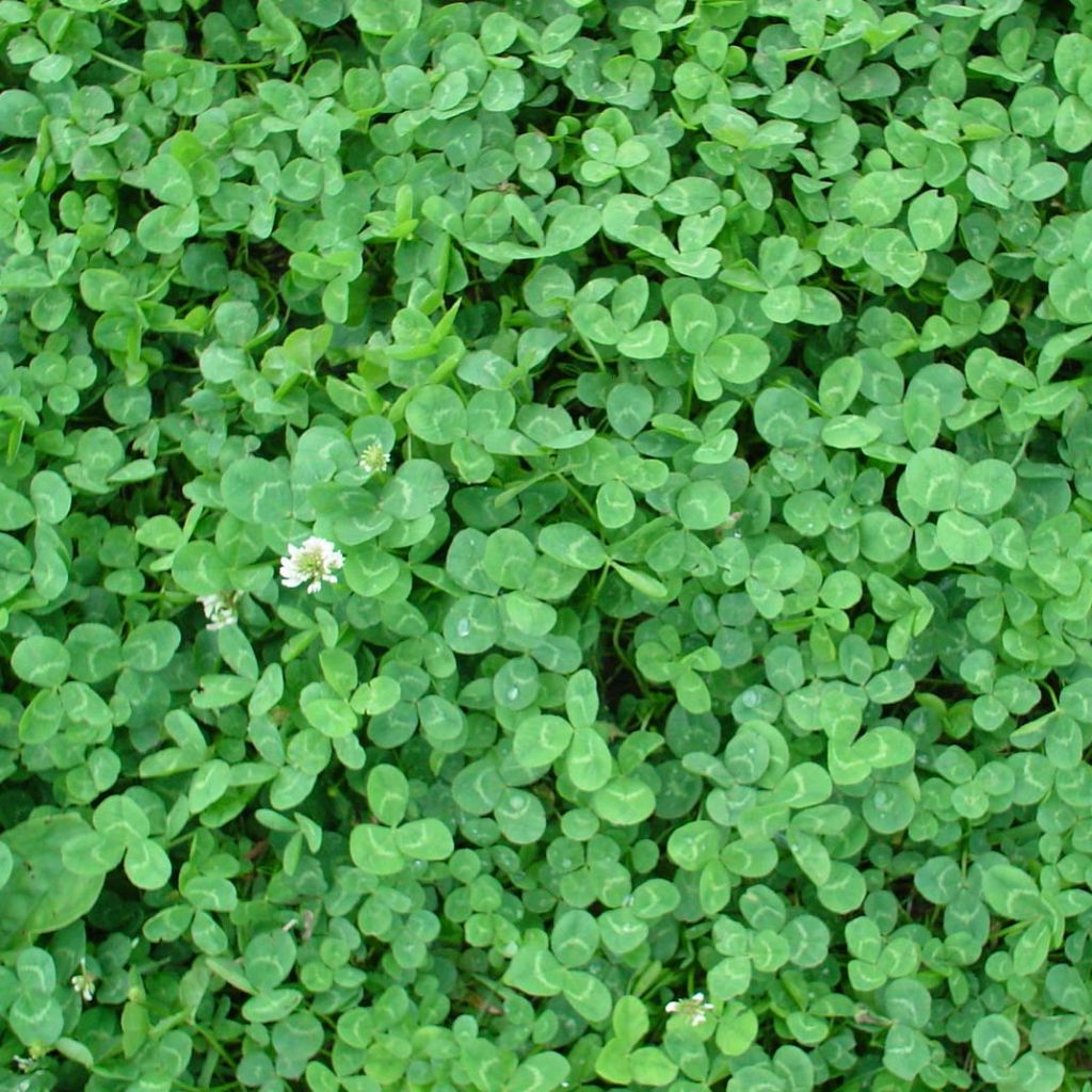 Trifolium repens Dwarf