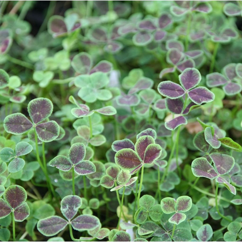 Trifolium repens Pentaphyllum