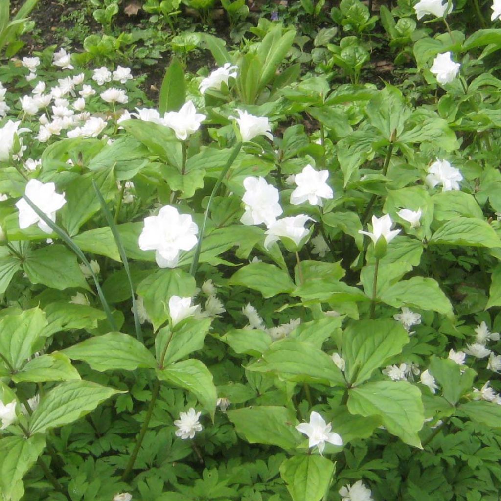 Trillium grandiflorum Flore Pleno