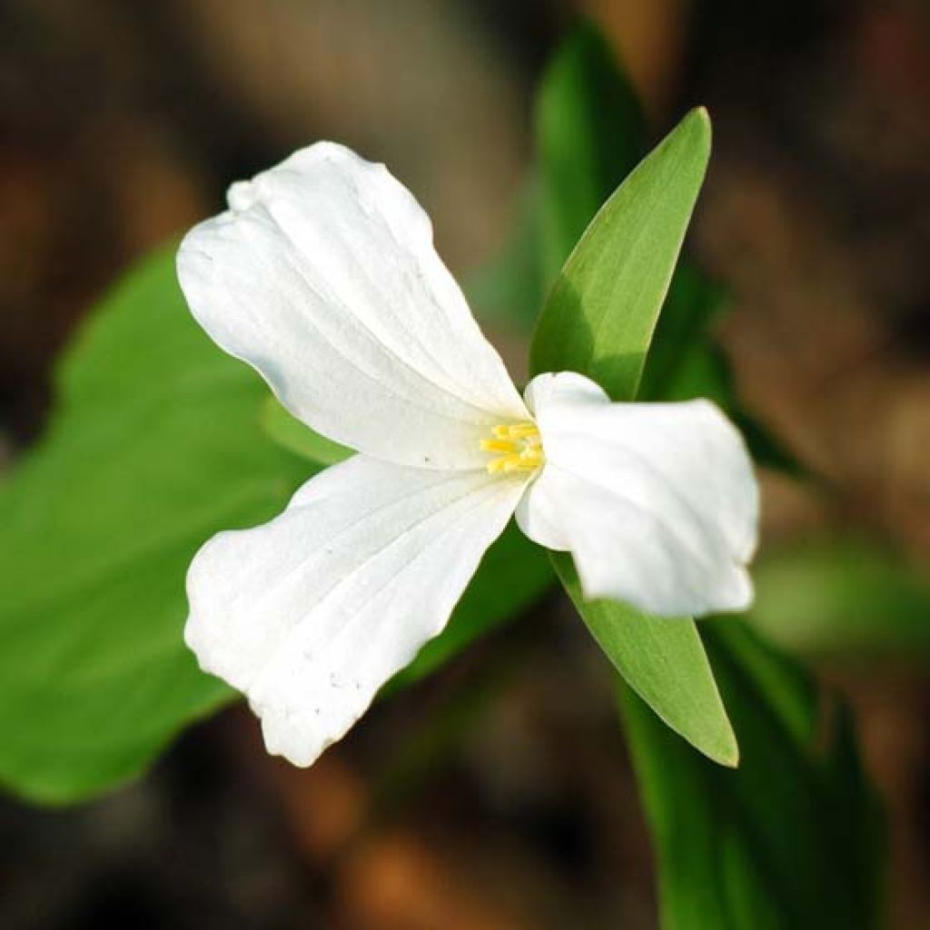 Trillium grandiflorum - Trille blanc