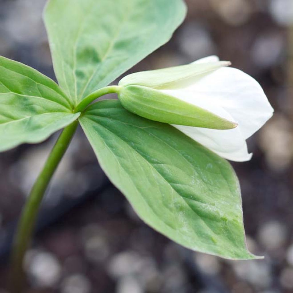 Trillium grandiflorum - Trille blanc