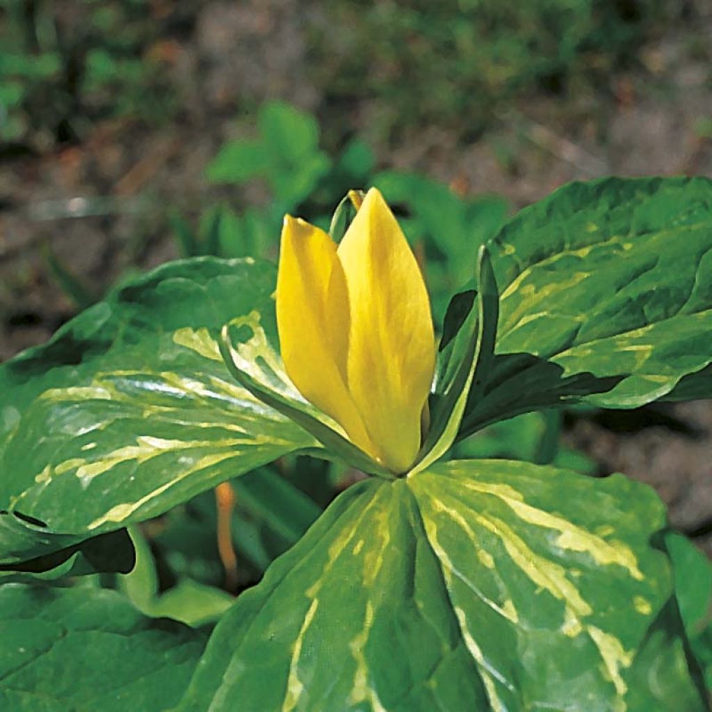 Trillium luteum