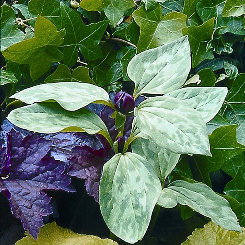 Trillium recurvatum