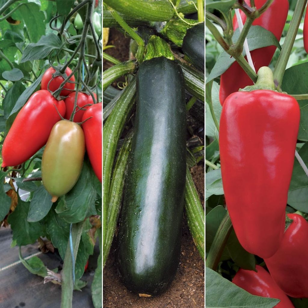 Trio terrasse productive avec tomate, courgette et poivron