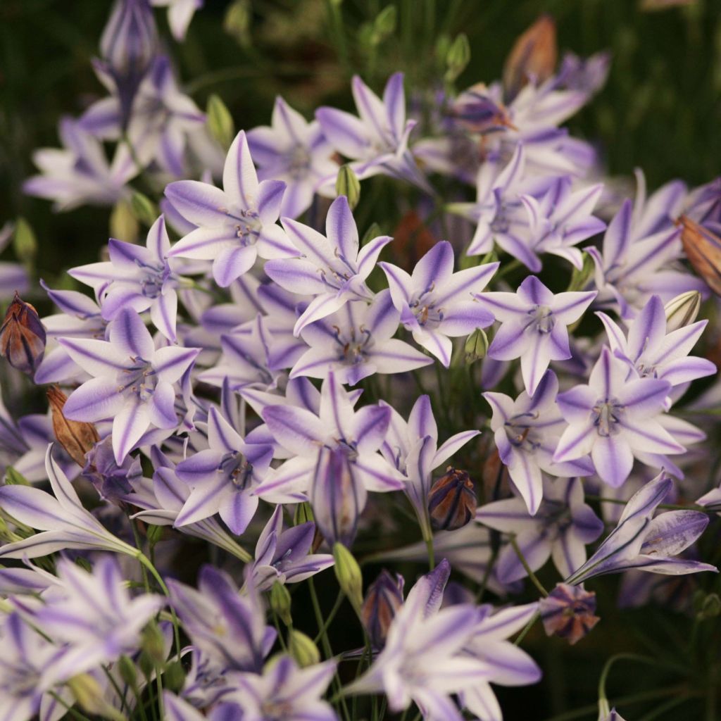 Triteleia Rudy