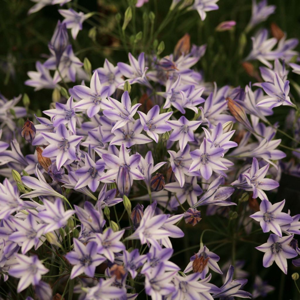 Triteleia Rudy