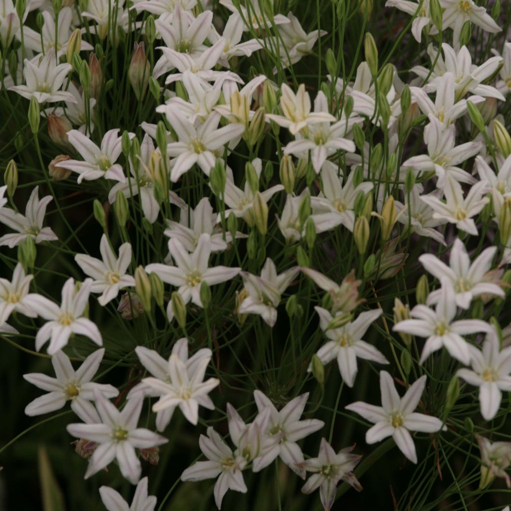 Triteleia laxa Silver Queen