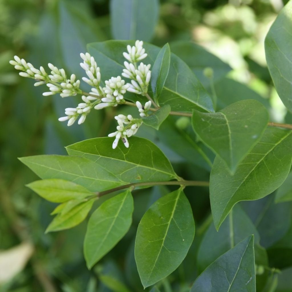 Ligustrum ovalifolium - Privet