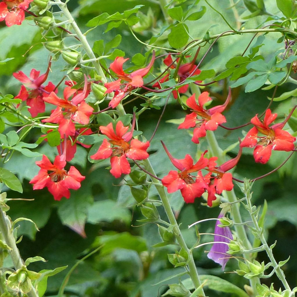 Tropaeolum speciosum