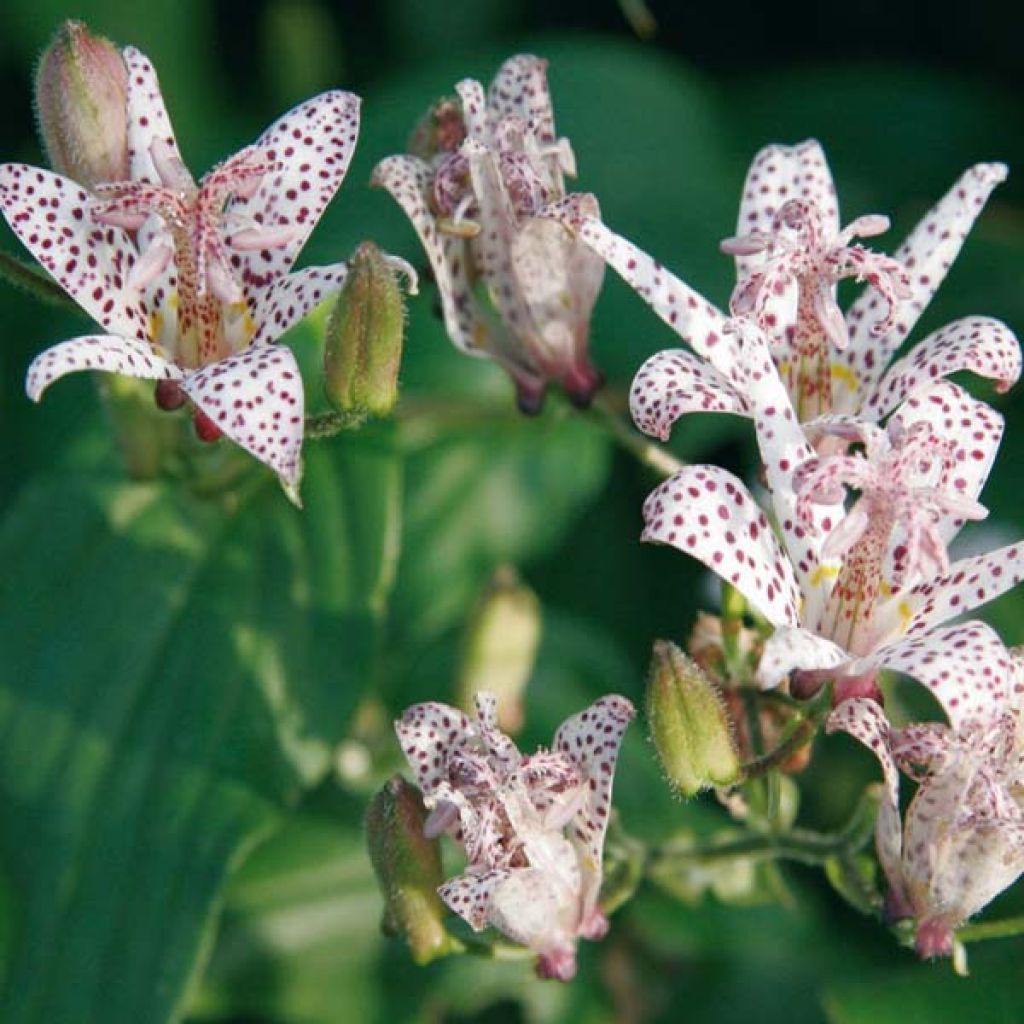 Lis Orchidée - Tricyrtis hirta, Lis crapaud