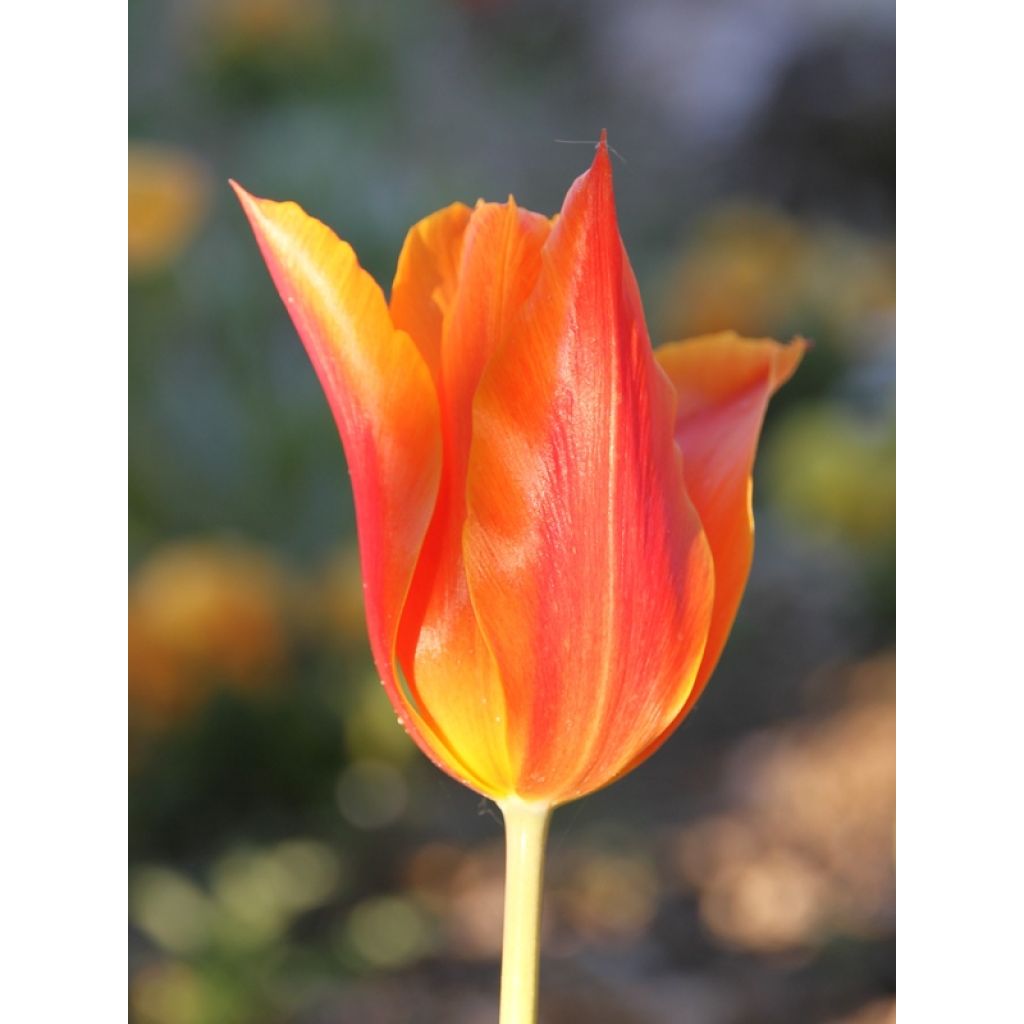 Tulipa Ballerina - Lily flowering Tulip