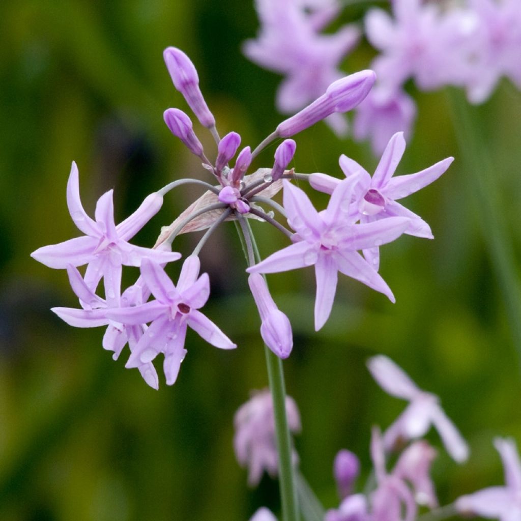 Tulbaghia violacea Flamingo