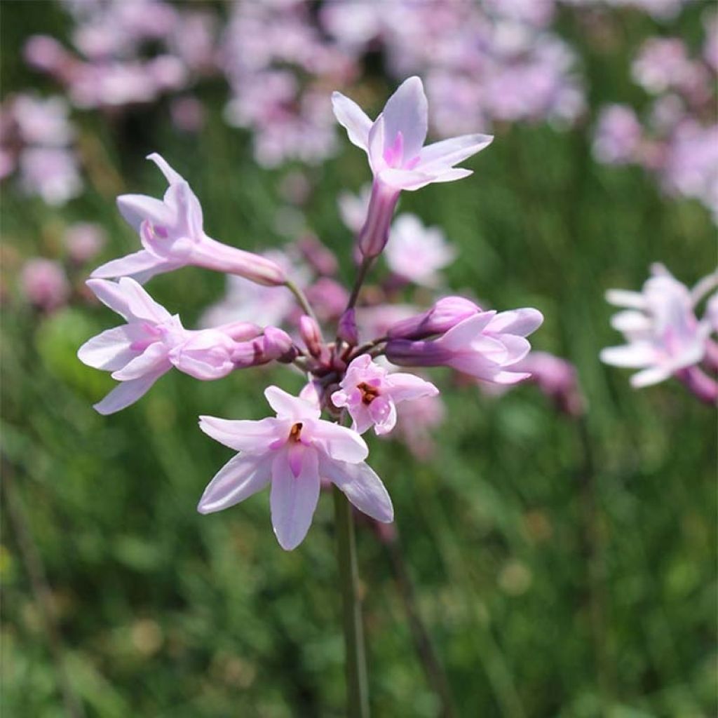 Tulbaghia violacea Ashanti - Society Garlic