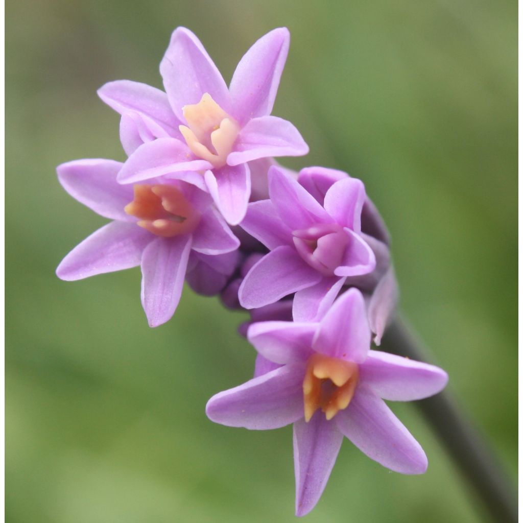 Tulbaghia violacea var. maritima x simmleri Himba