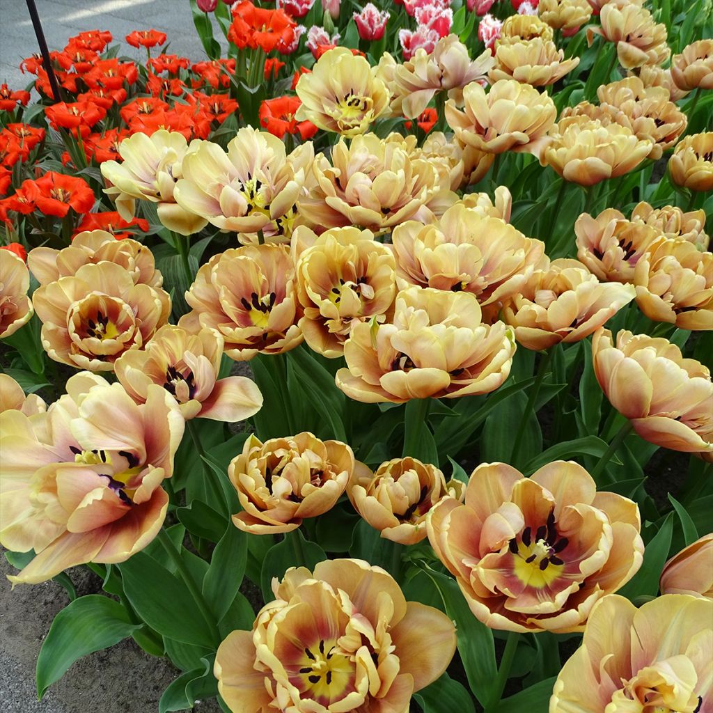 Tulipa La Belle Époque- Double Early Tulip