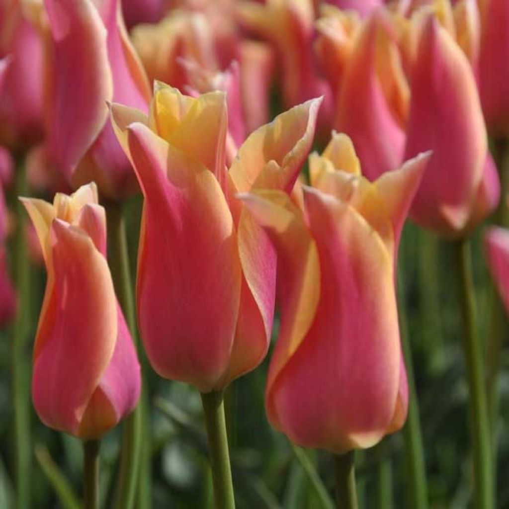 Tulipe Fleur de Lis Marianne