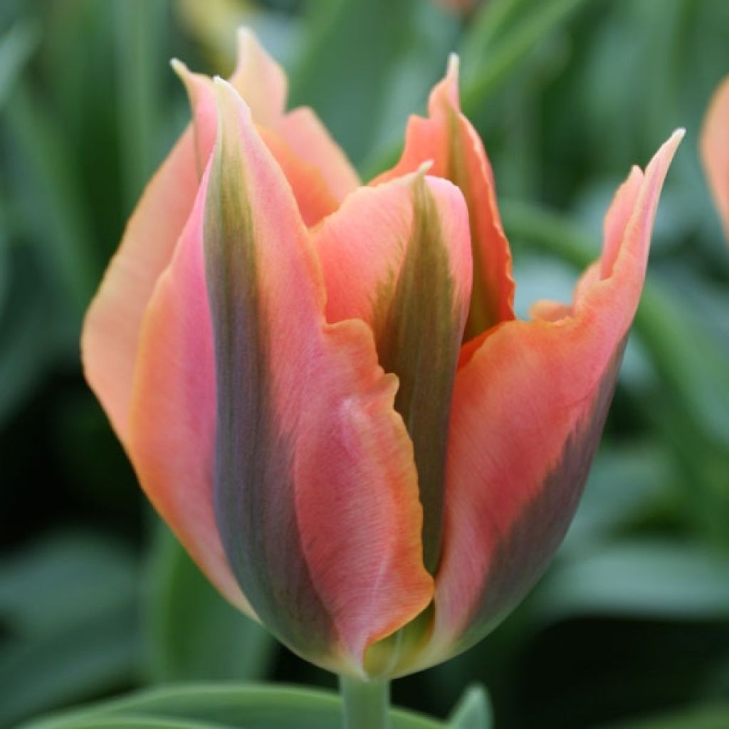 Tulipe Viridiflora Artist