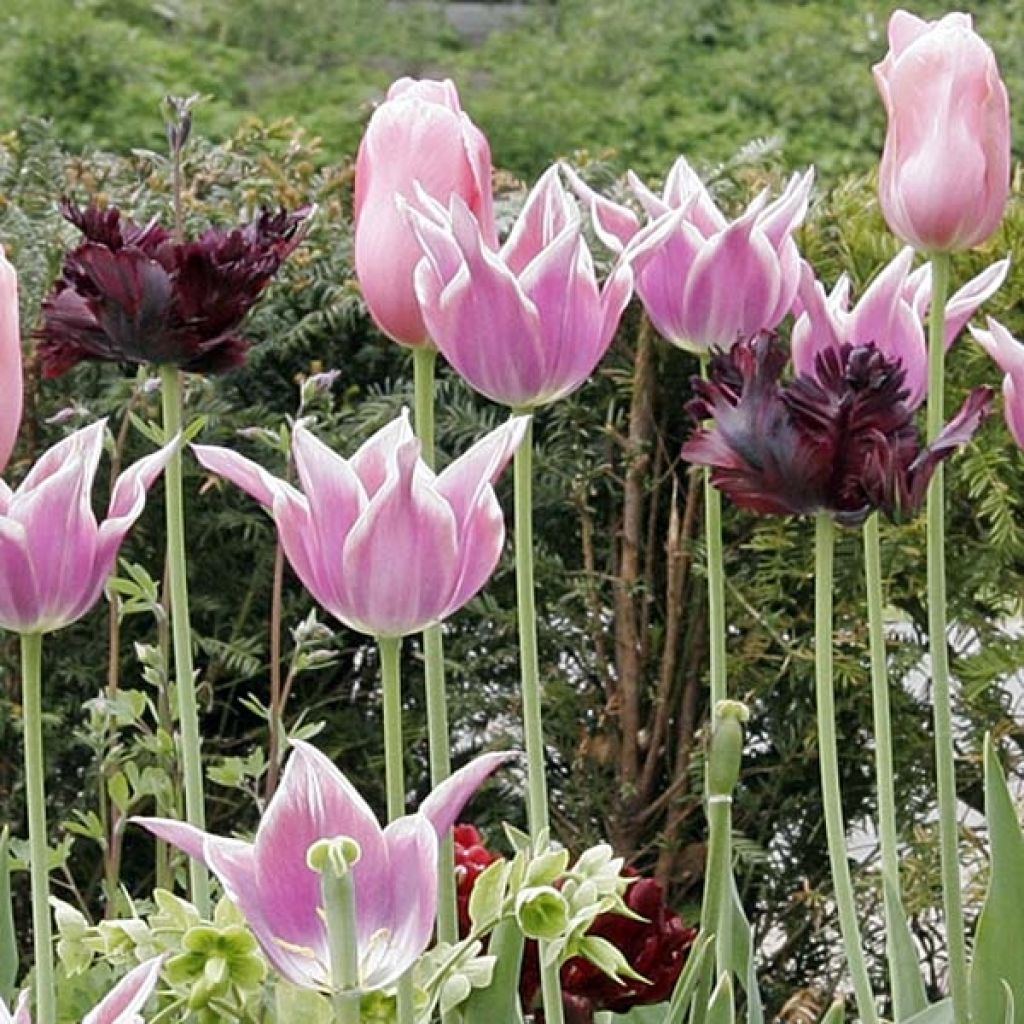 Tulipa Black Parrot - Parrot Tulip