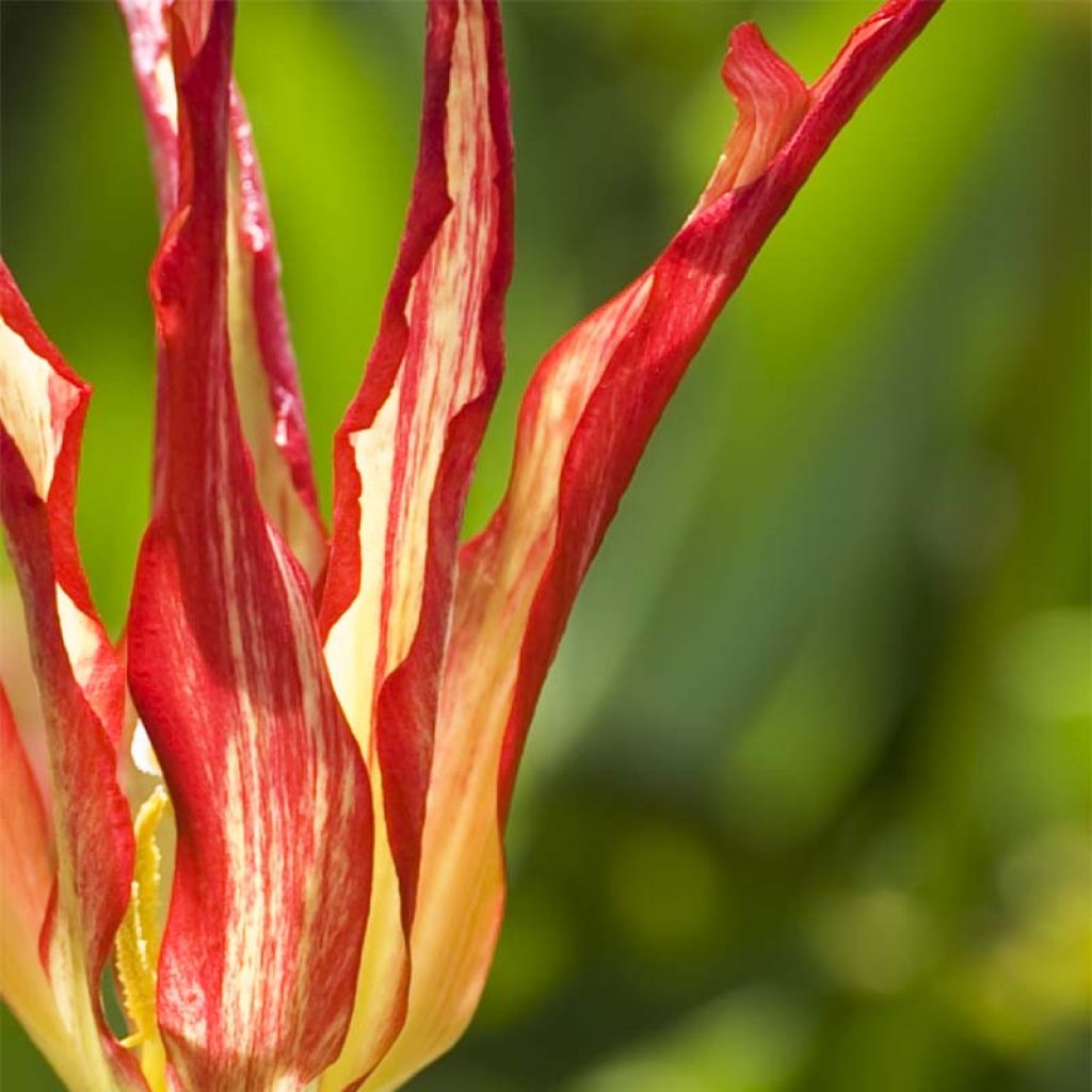 Tulipa acuminata 