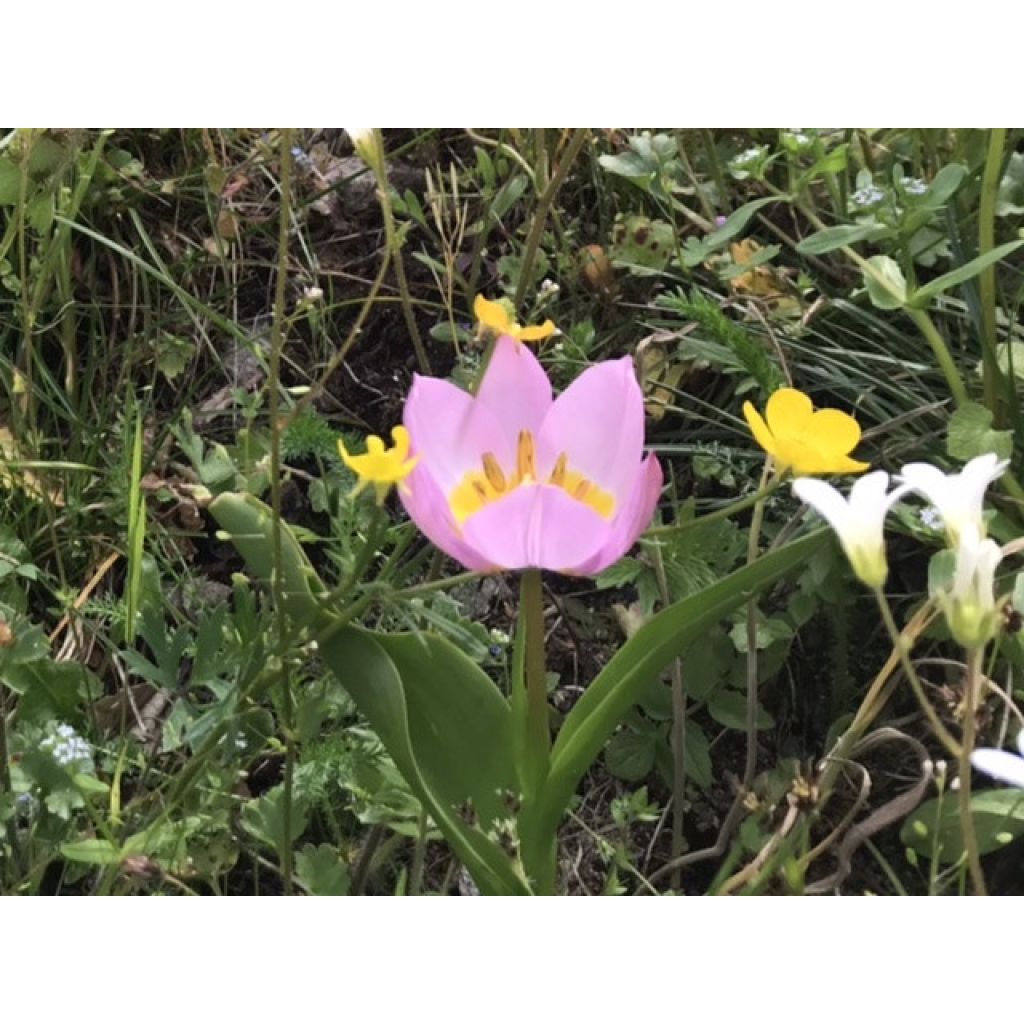 Tulipa bakeri Lilac Wonder