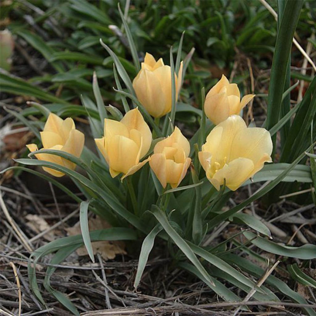 Tulipe botanique batalinii Bright Gem