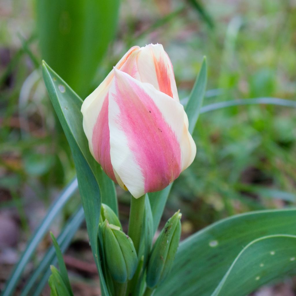 Tulipa greigii Quebec