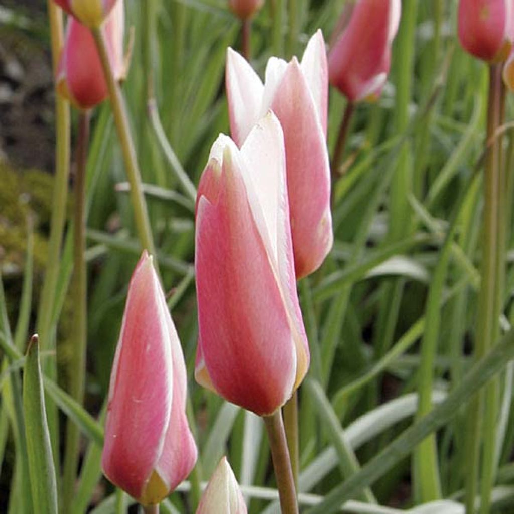 Tulipe Clusiana Lady Jane