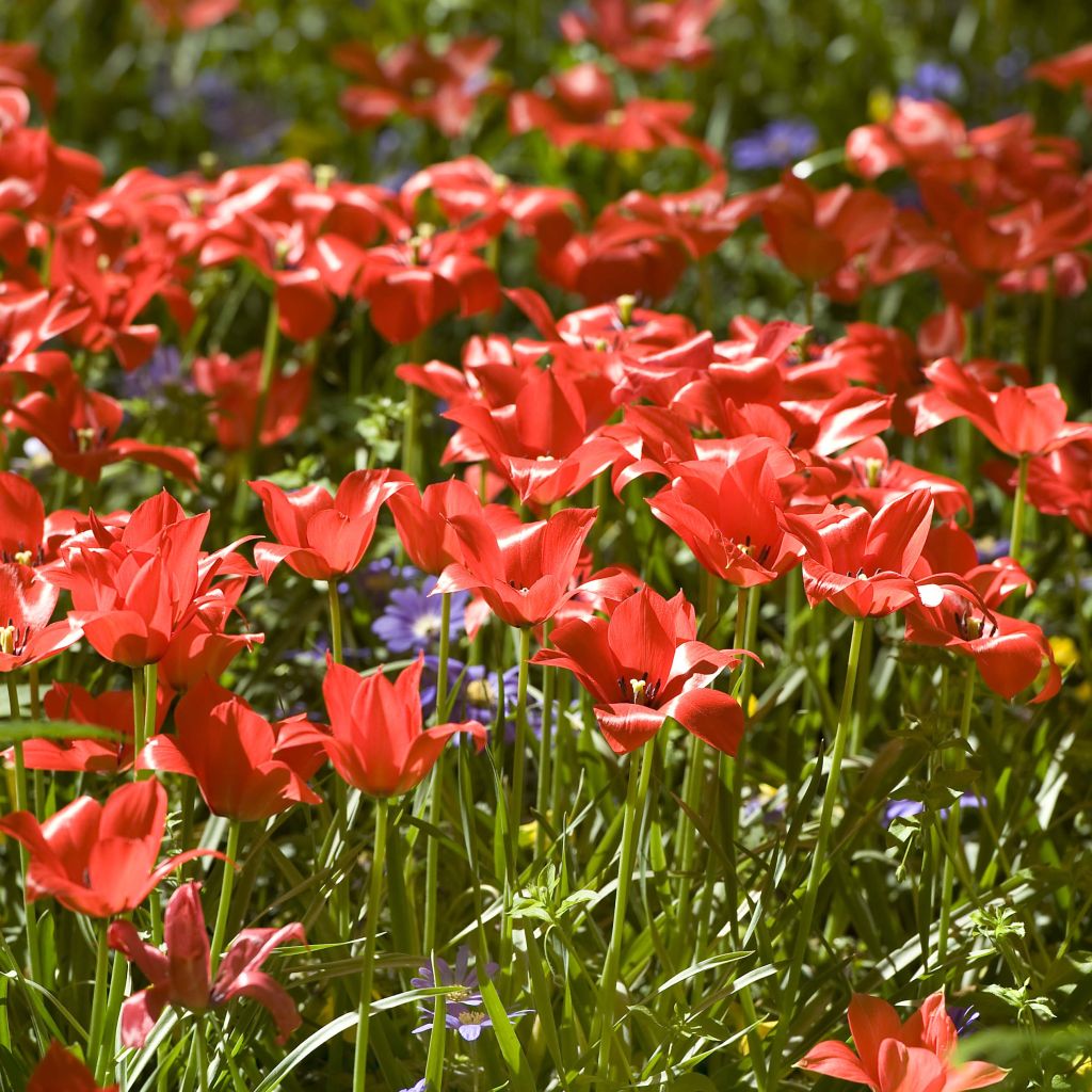 Tulipa linifolia - Botanical Tulip