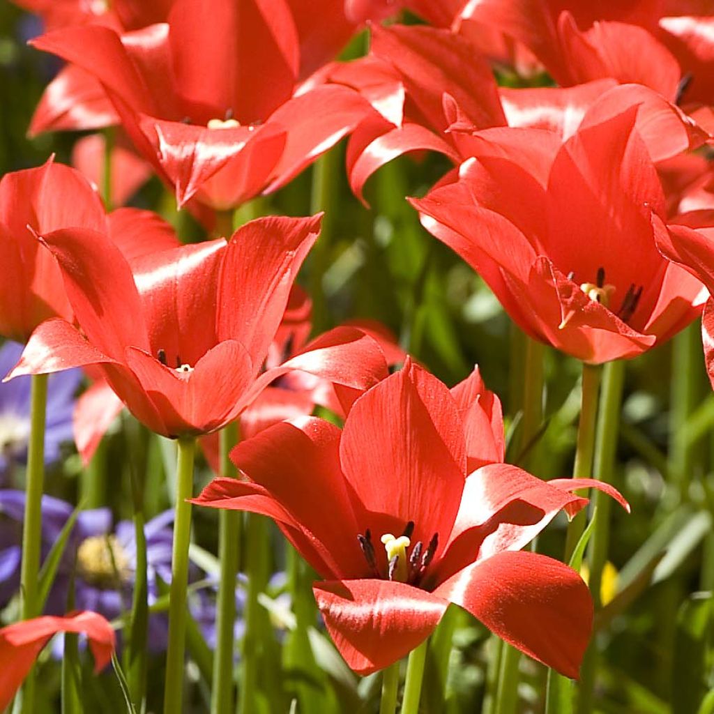 Tulipa linifolia - Botanical Tulip