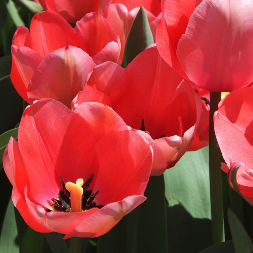 Tulipa praestans 'Unicum'