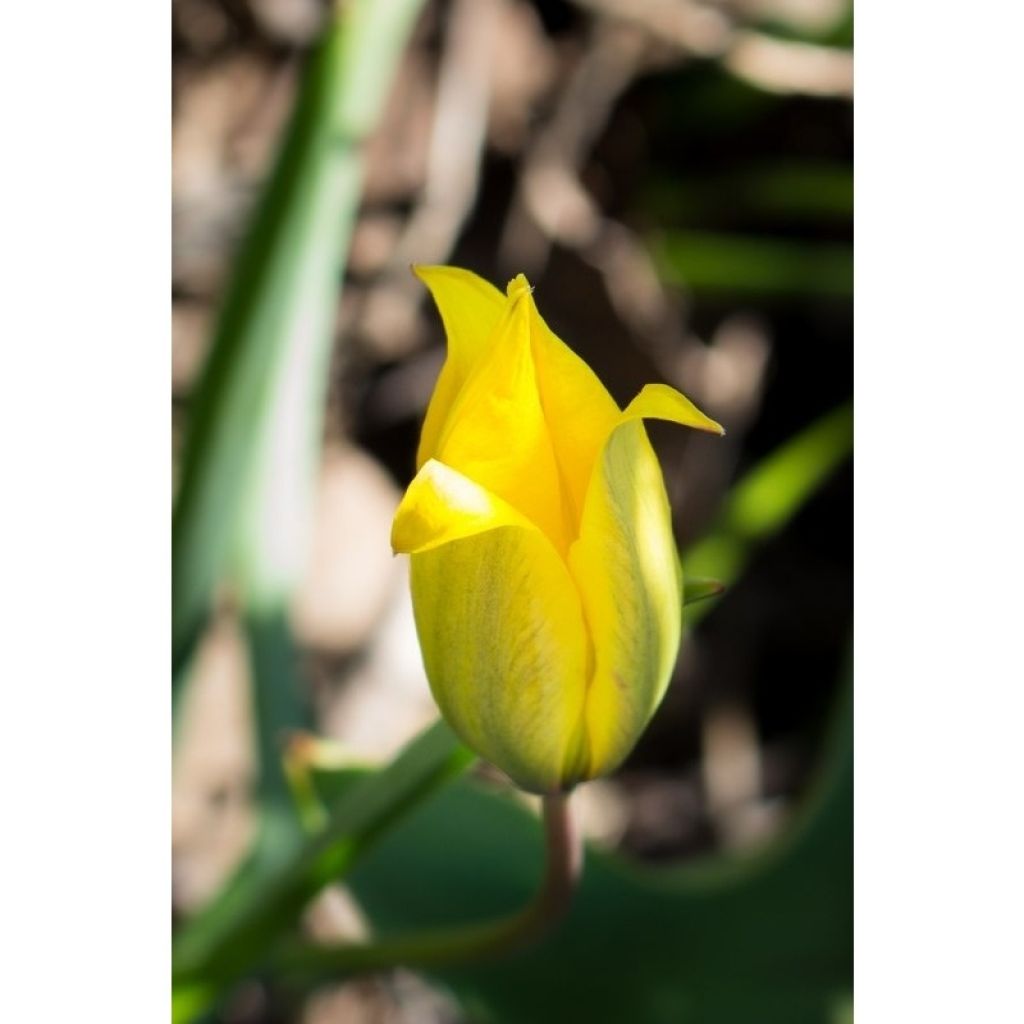 Tulipa sylvestris - Botanical Tulip