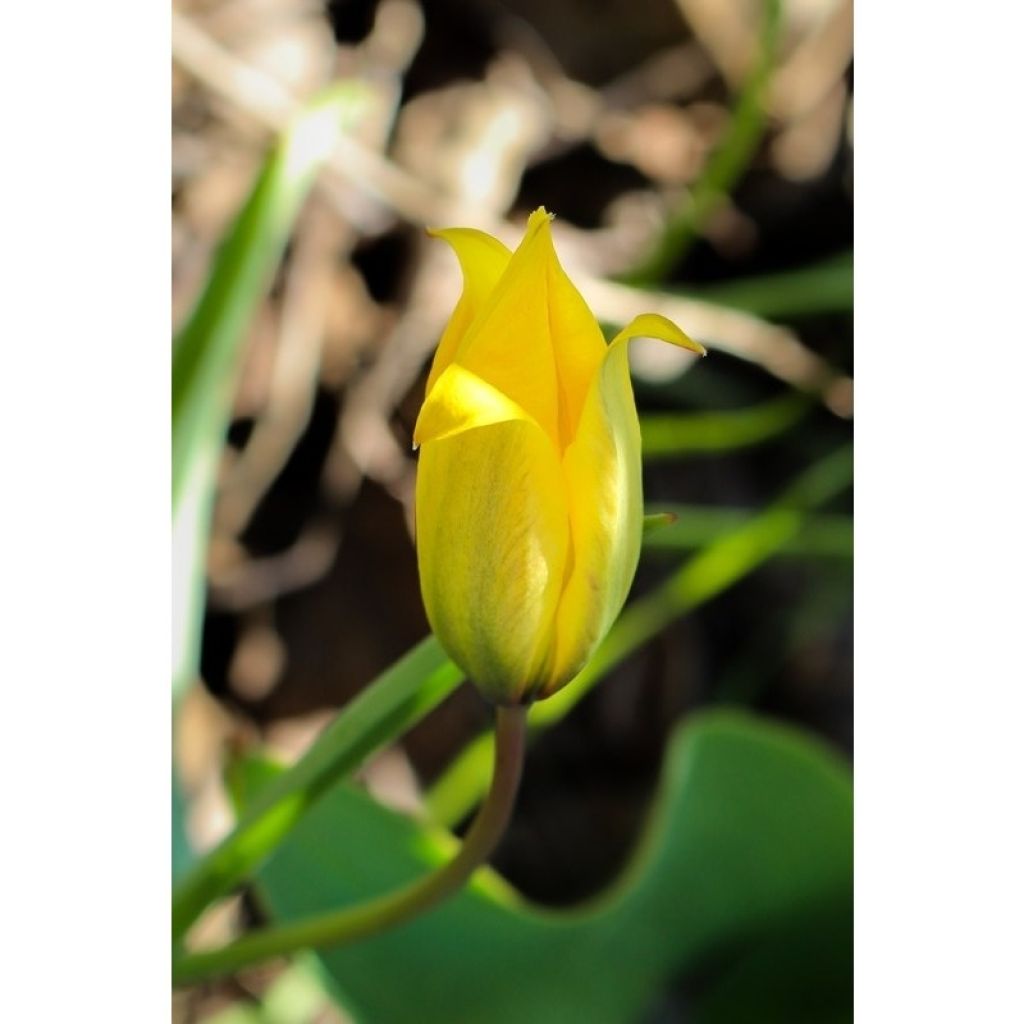 Tulipa sylvestris - Botanical Tulip