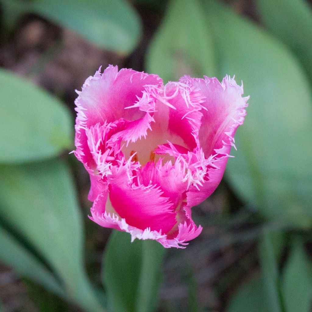 Tulipa Huis Ten Bosch