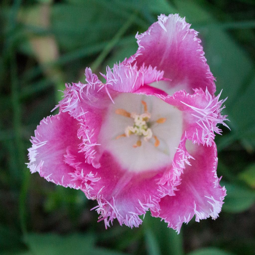 Tulipa Huis Ten Bosch