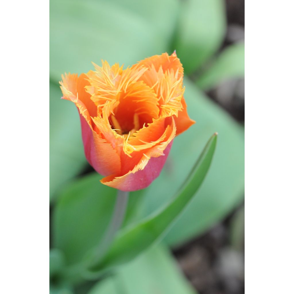 Tulipa crispa Lambada - Fringed Tulip