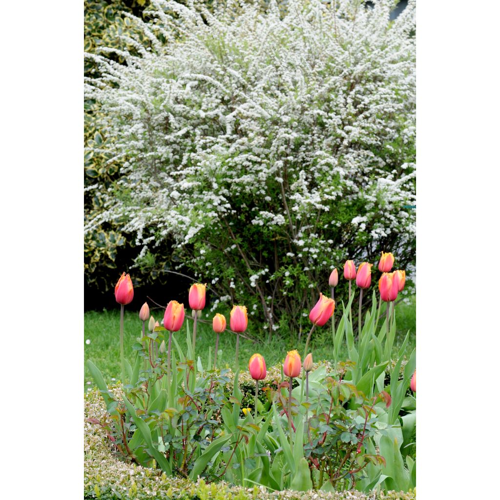 Tulipa crispa Lambada - Fringed Tulip