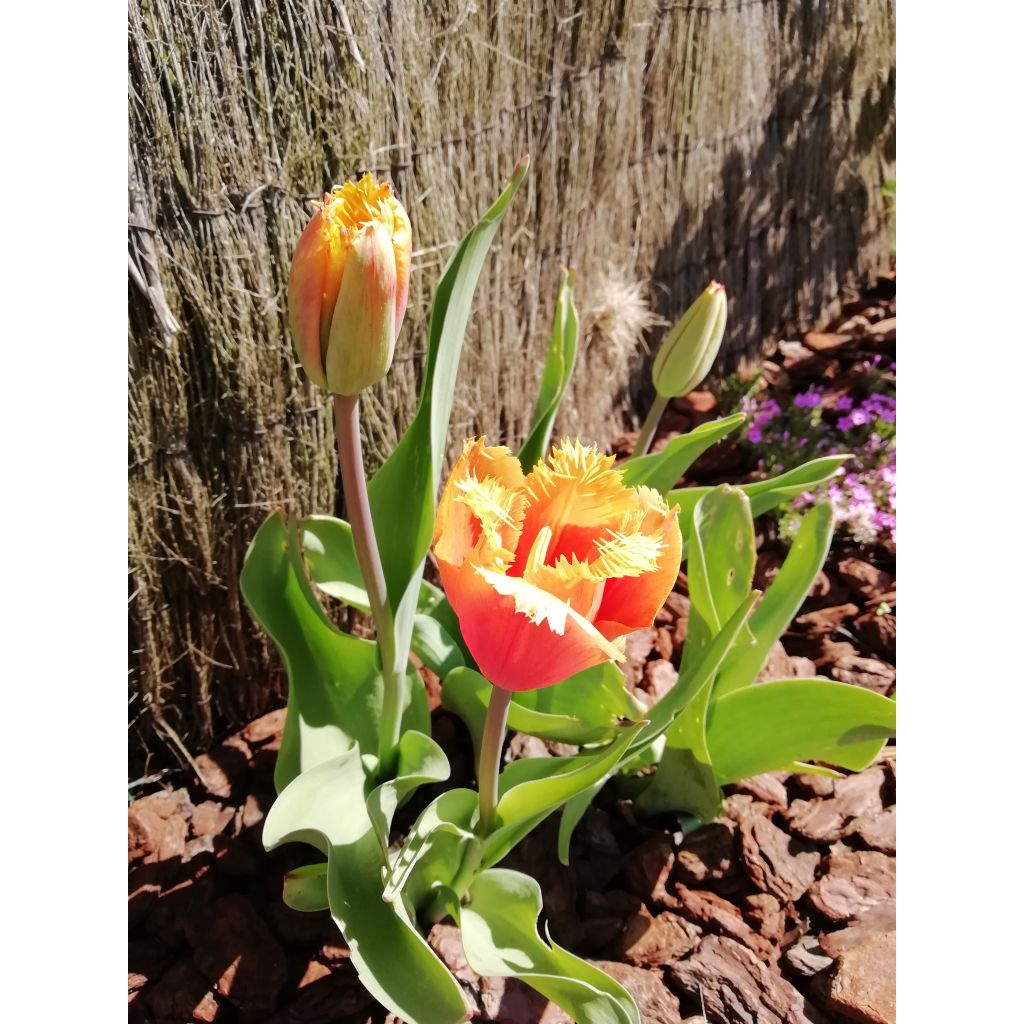 Tulipa crispa Lambada - Fringed Tulip