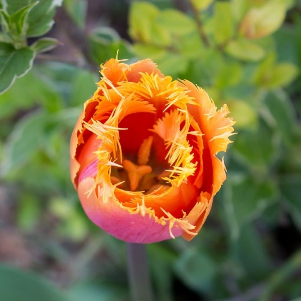 Tulipa crispa Lambada - Fringed Tulip