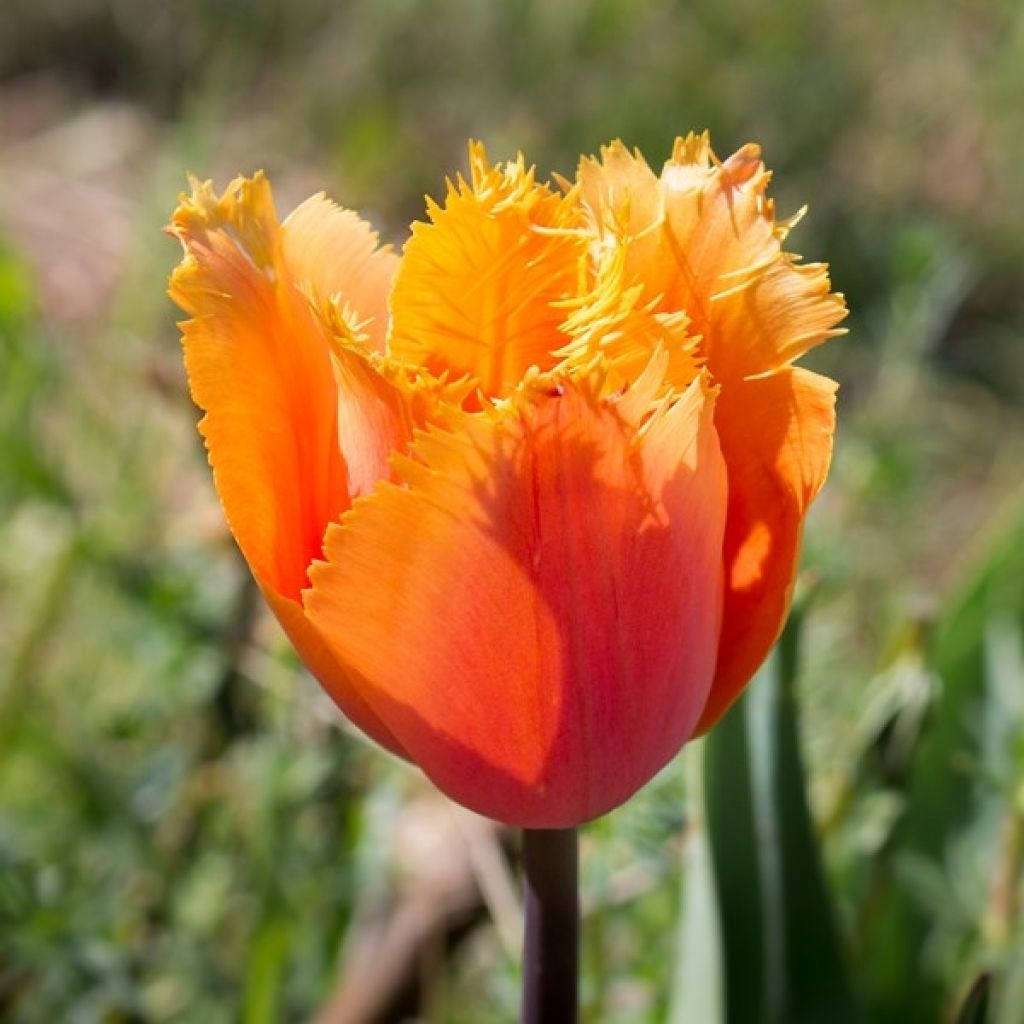 Tulipa crispa Lambada - Fringed Tulip