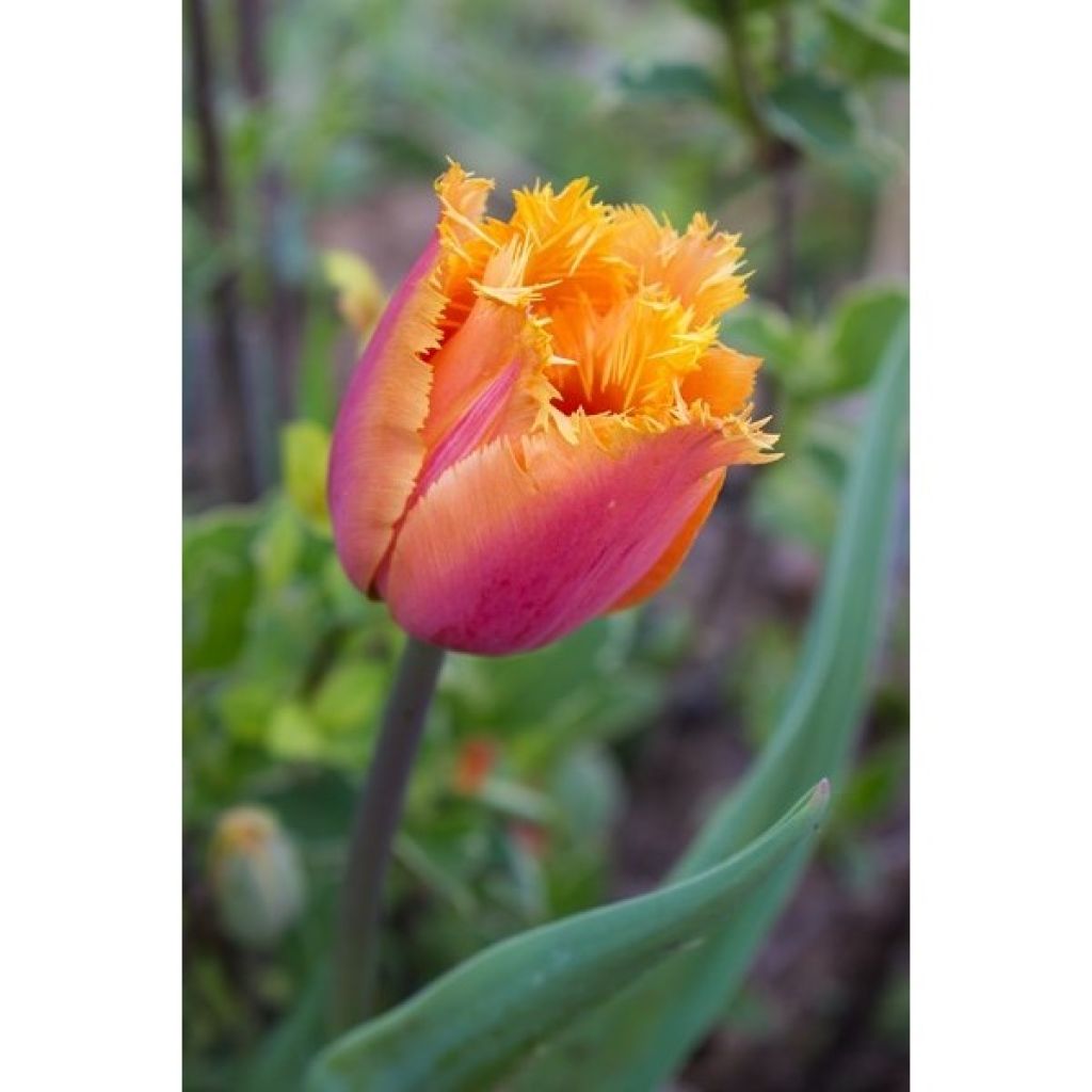 Tulipa crispa Lambada - Fringed Tulip