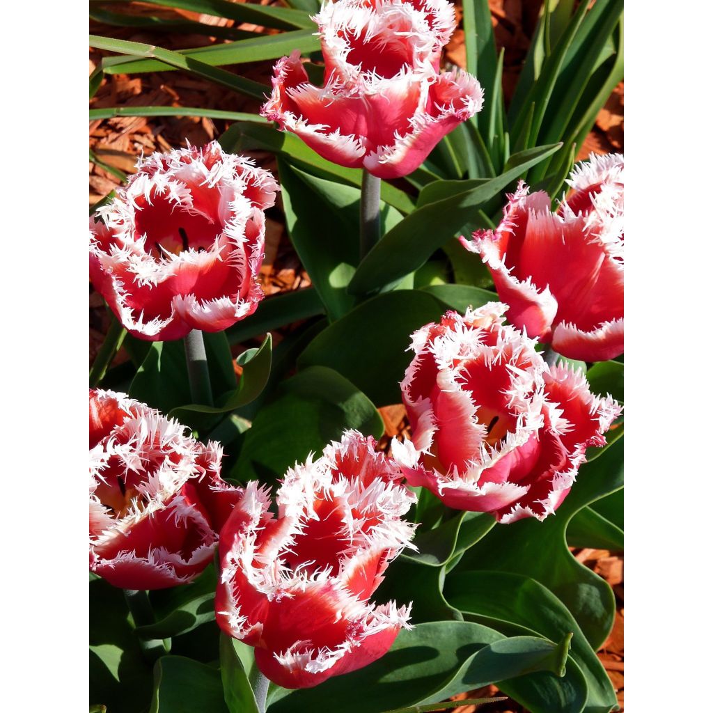 Tulipa New Santa - Fringed Tulip