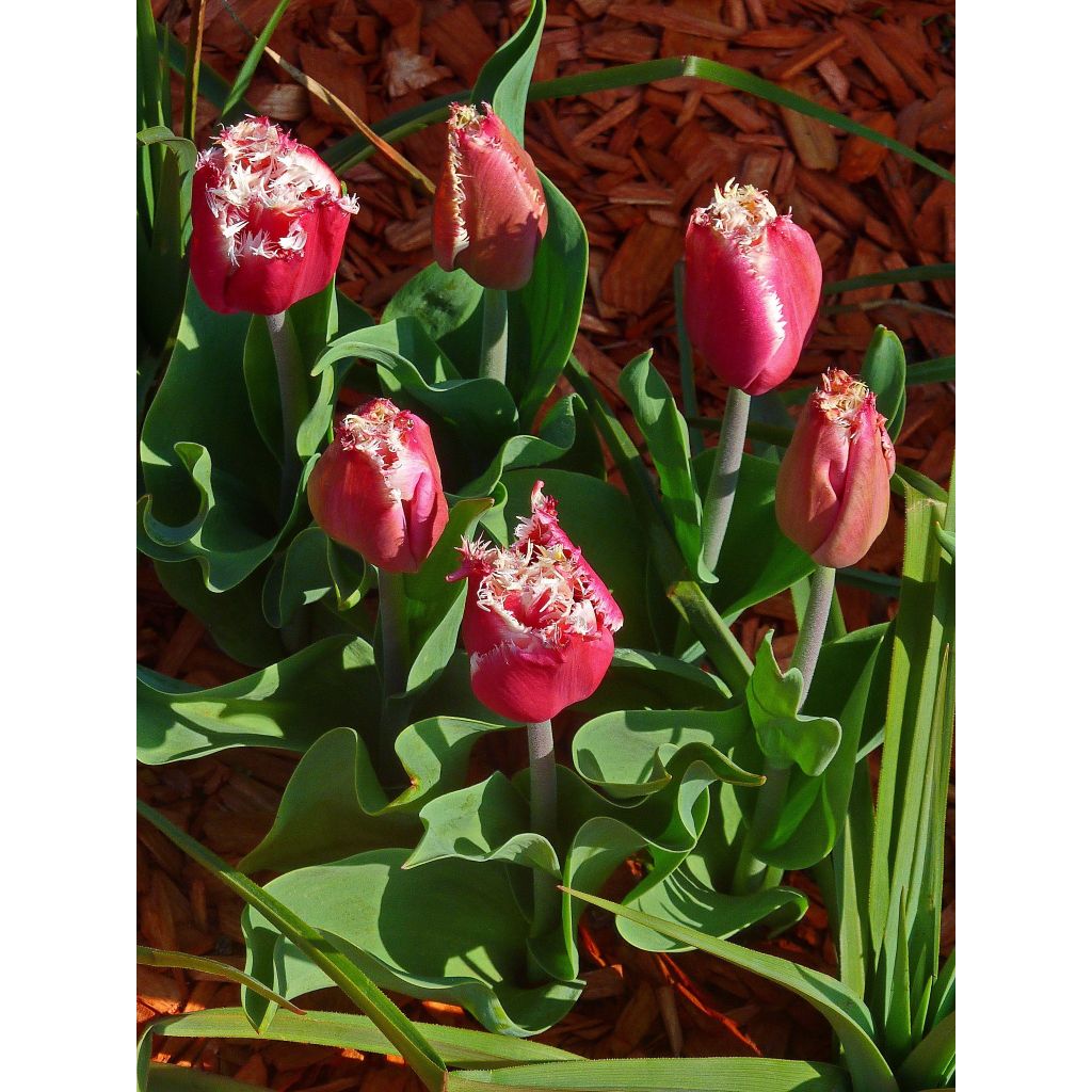 Tulipa New Santa - Fringed Tulip