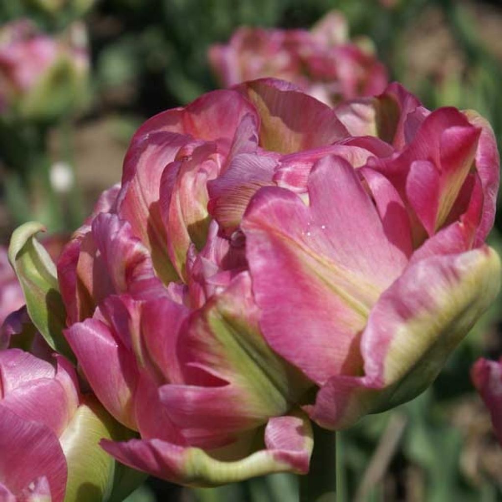 Tulipe Double Groenland